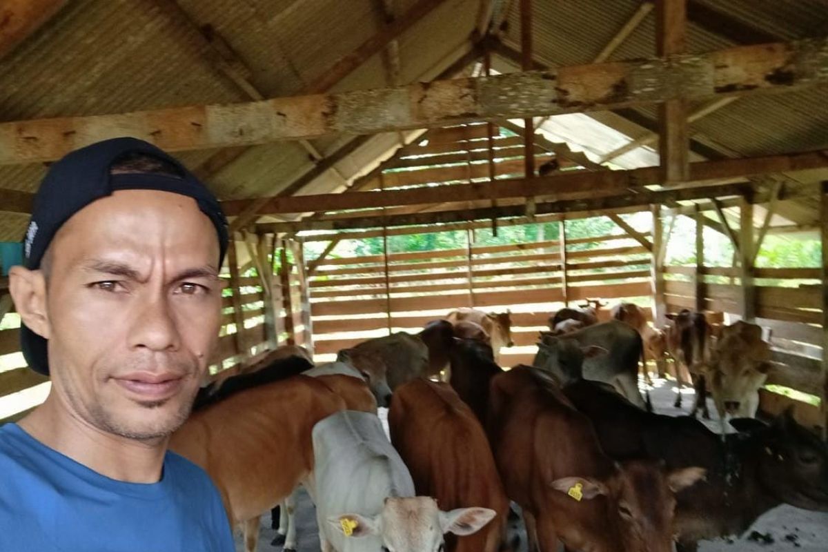 Ini jumlah ketersediaan hewan qurban Aceh Jaya jelang Idul Adha