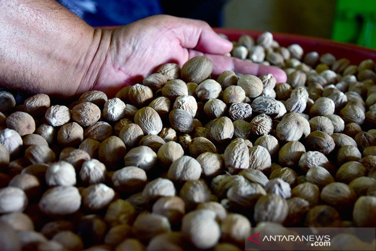 Harga komoditas rempah di Maluku masih stabil