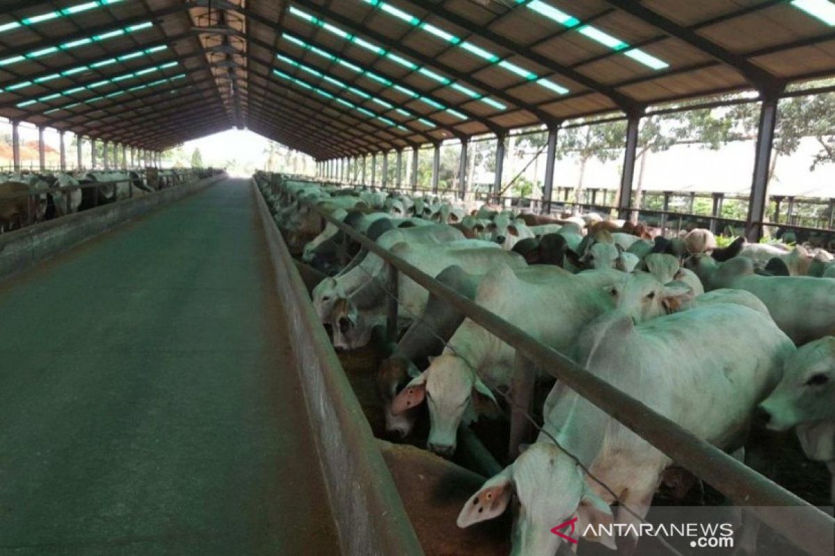 Di tengah pandemi COVID-19, Kabupaten OKU tetapkan aturan penyembelihan hewan kurban