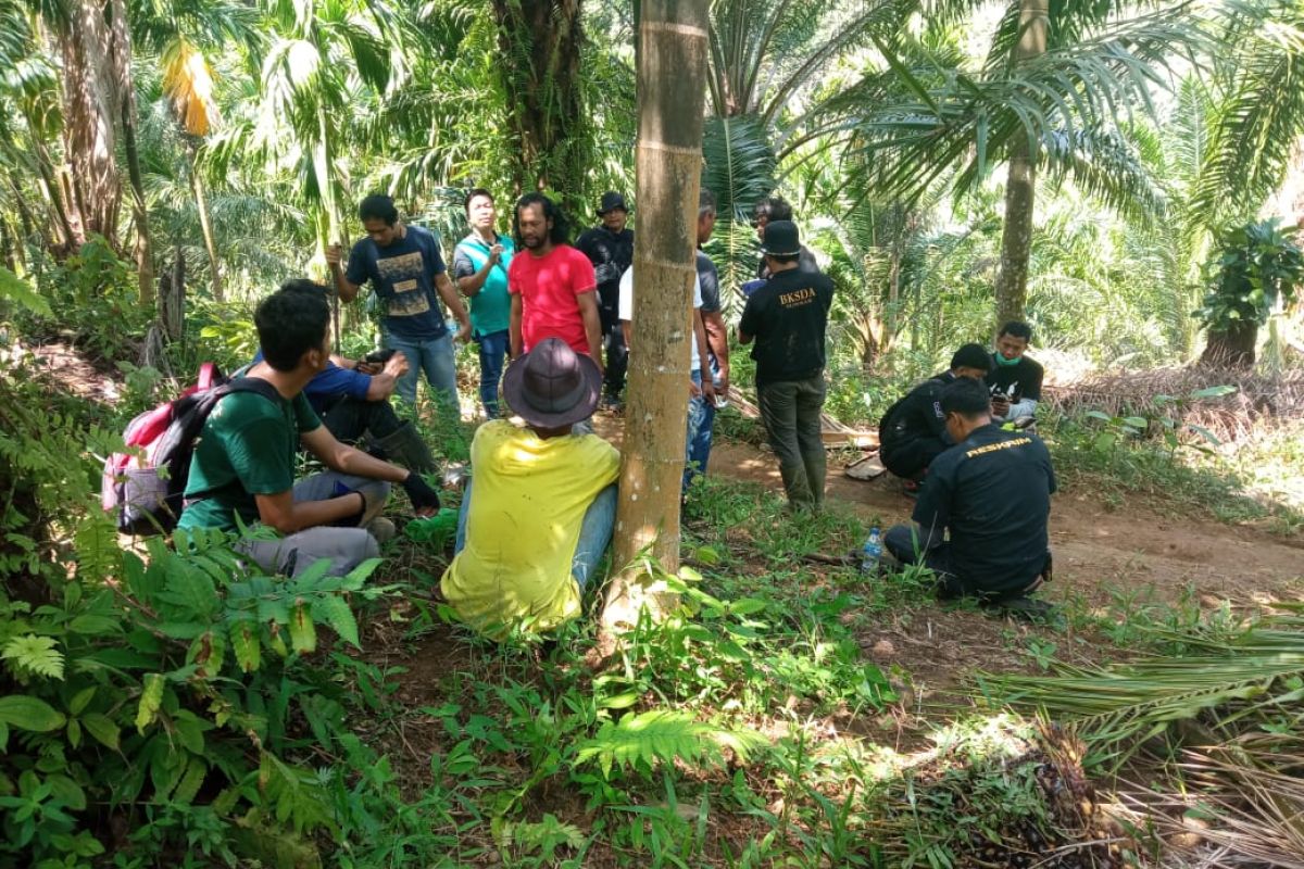 426 hektare hutan Cagar Alam Maninjau dirambah untuk perkebunan