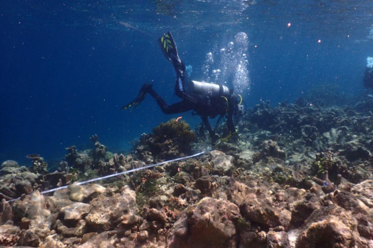 Loss claim scheme readied over Raja Ampat coral reef damage