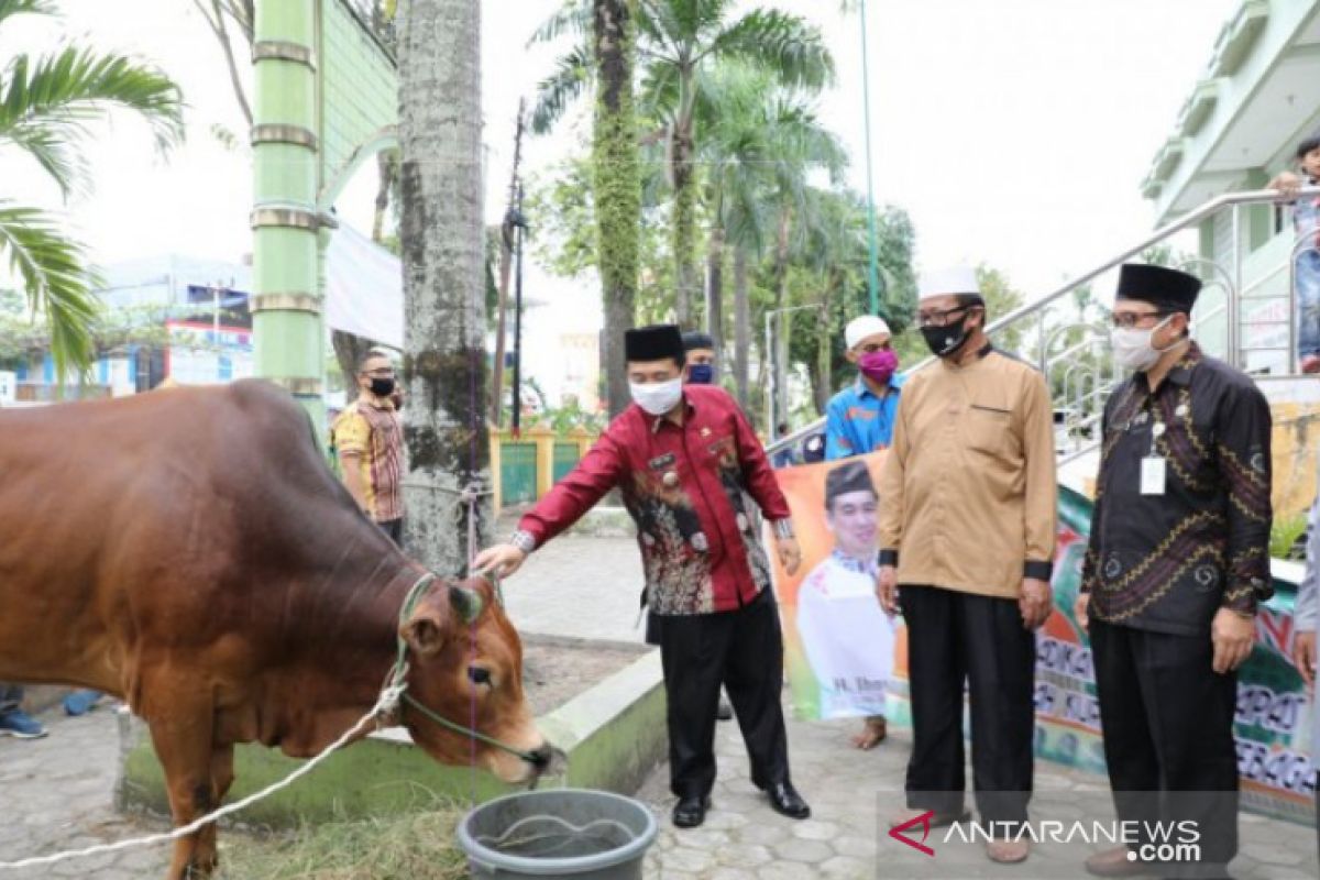 Stok sapi kurban di Banjarmasin capai 2.000 ekor jelang Idul Adha