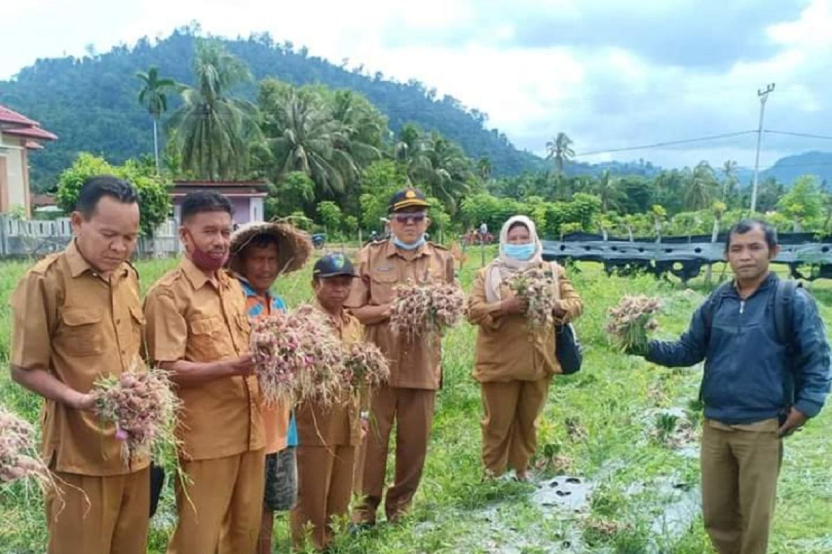 Dinilai mampu mengangkat perekonomian, Pemkab Pessel dukung petani budidaya bawang merah