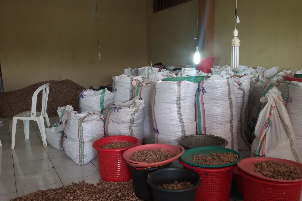 Mantap, harga biji pala di Ternate stabil Rp100 ribu per kilogram
