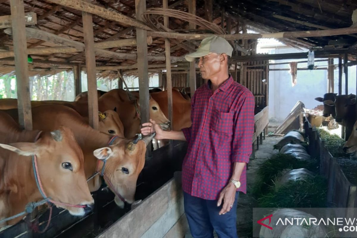 Peternak sapi di Pontianak akui ada penurunan permintaan hawan kurban