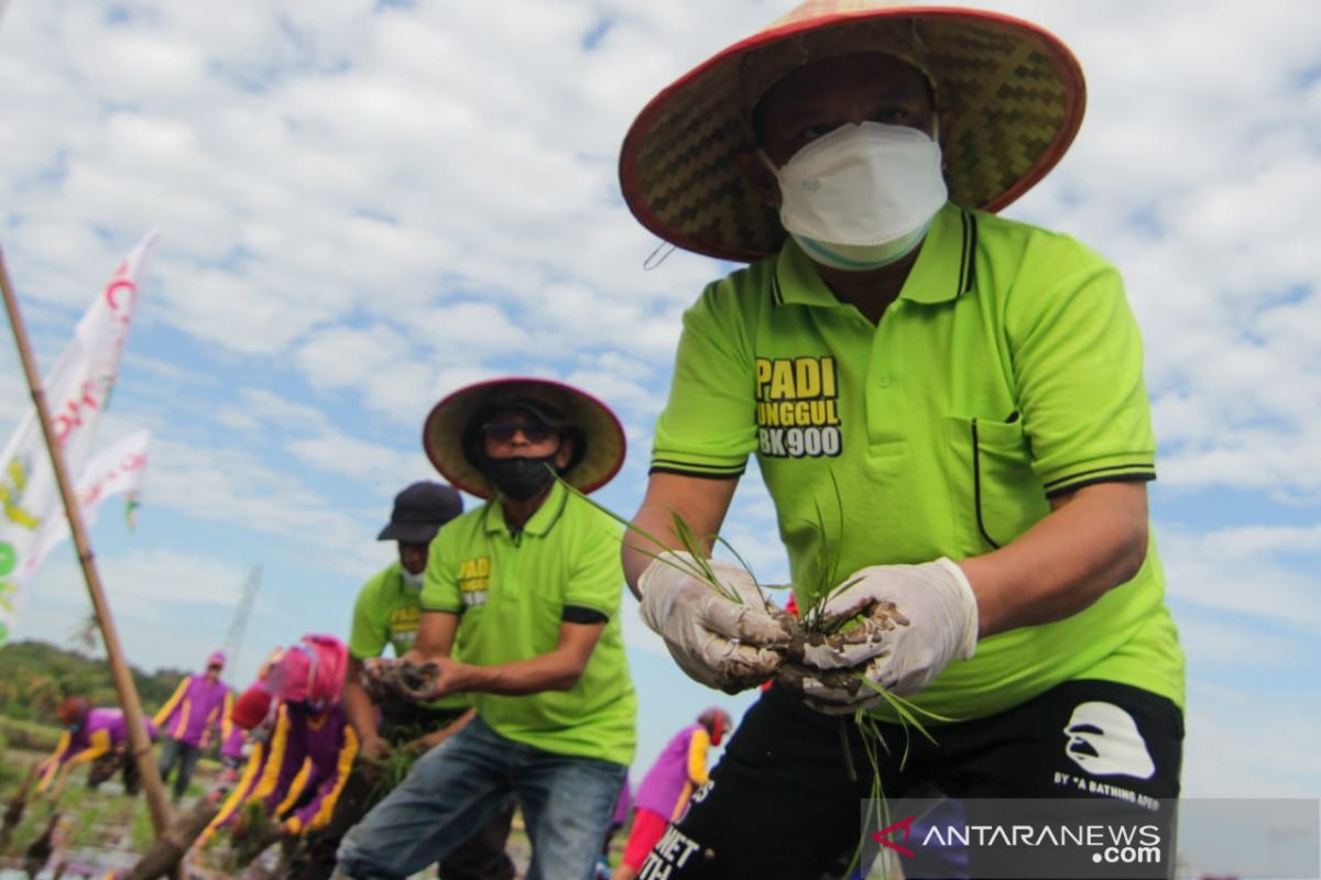 Hasil panen menjanjikan, Pemkab Situbondo kembangkan bibit padi BK-900