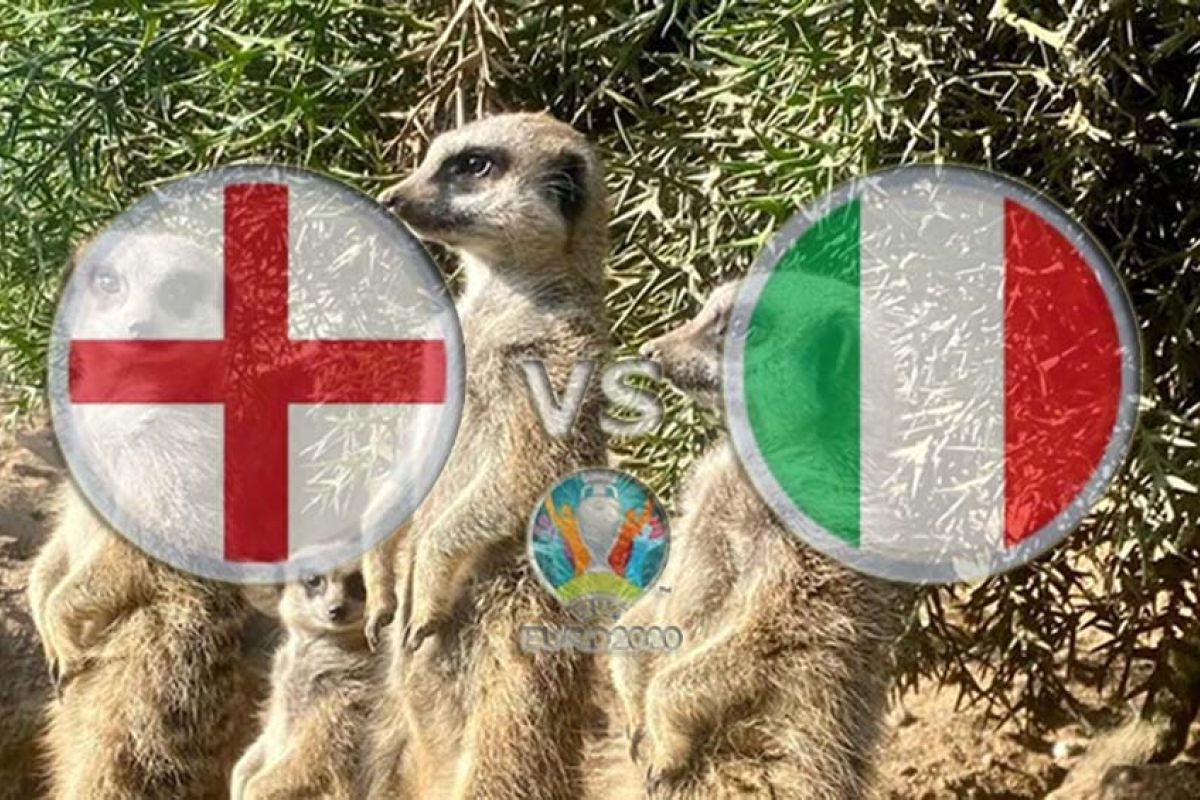 Meerkat ramalkan Inggris juarai Euro 2020