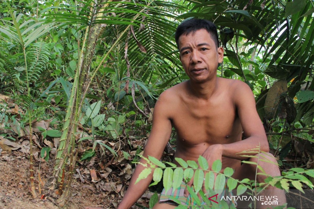 Gentar budidaya jernang untuk jaga rimba