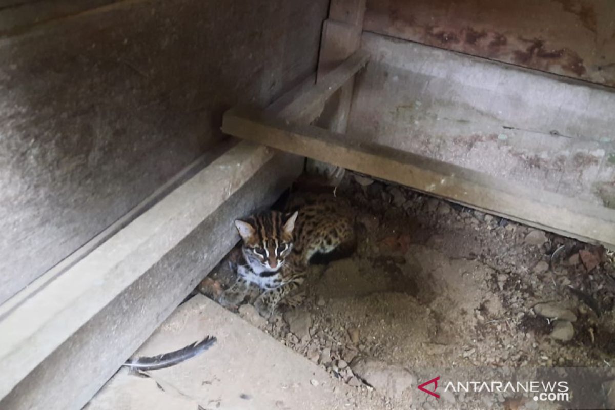 Seekor kucing kuwuk dilepasliarkan setelah ditangkap warga di Pasaman