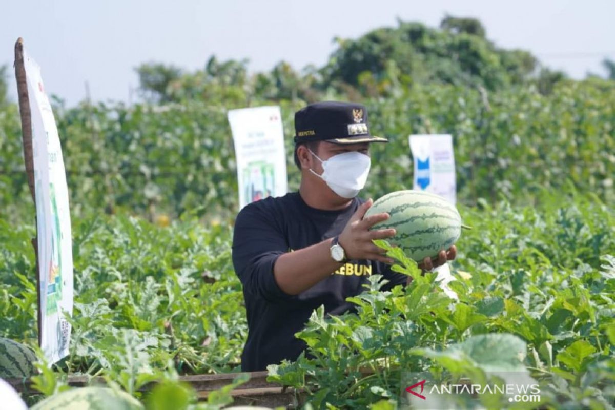 Bupati Kuansing ajak masyarakat tanam melon di lahan kosong