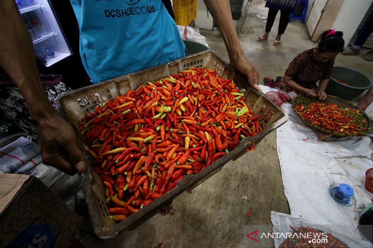 Harga cabai rawit merah Jakarta kian turun karena pasokan normal