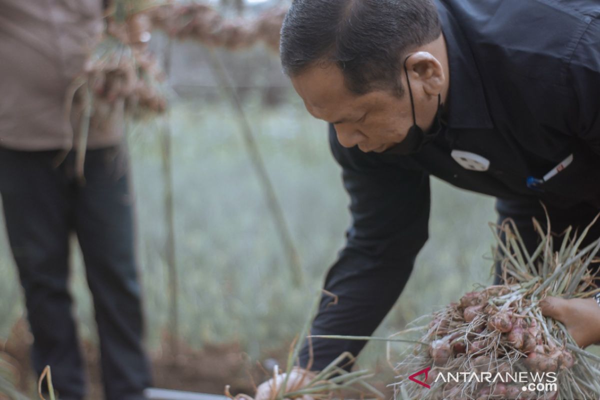 Irsan berharap Padangsidimpuan menjadi lumbung bawang merah