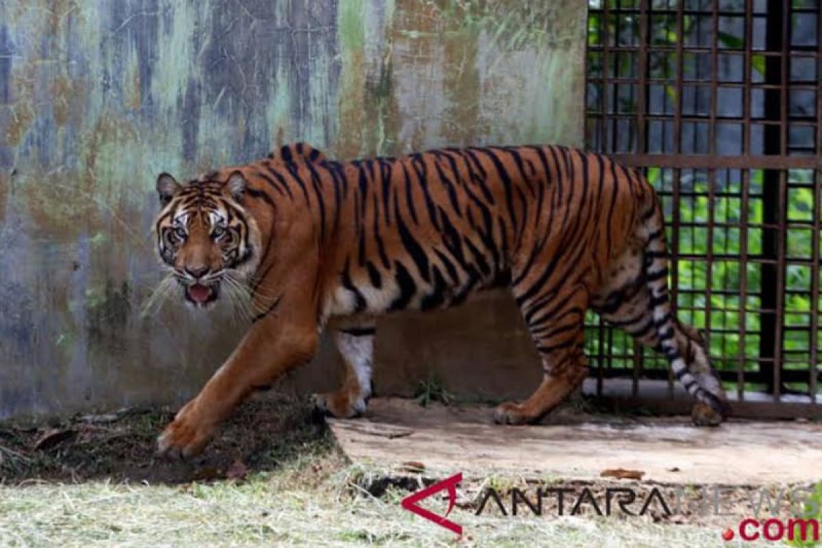 Korban serangan harimau Sumatera  dirawat inap di Puskesmas Kampar