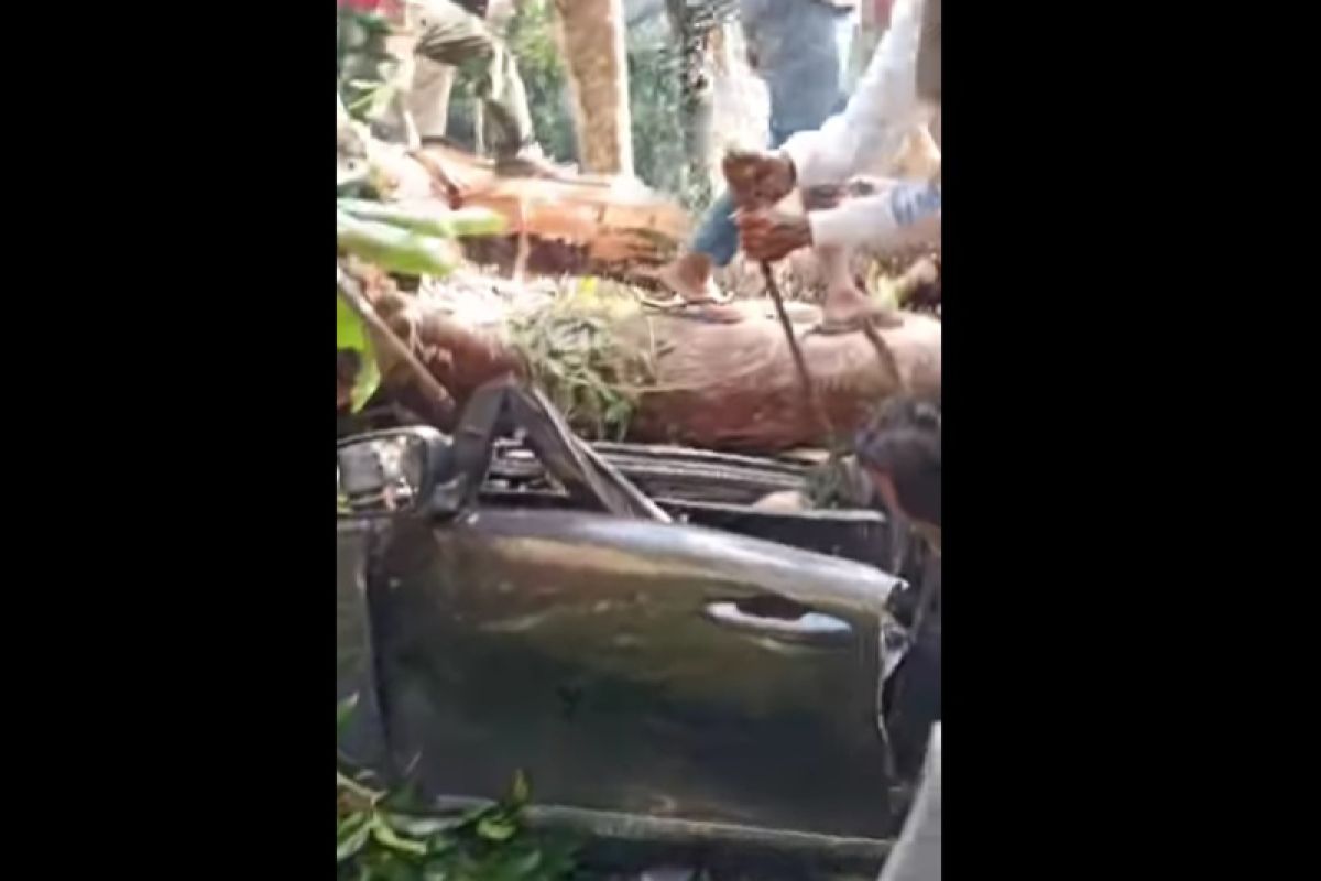 Pohon tumbang di lintas Kepahiang-Bengkulu, dua orang meninggal di tempat