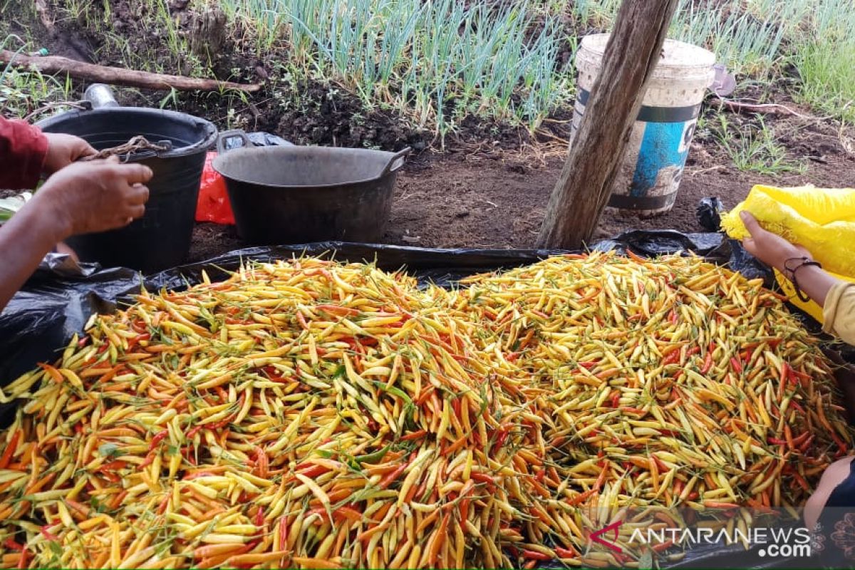 Kabupaten Kayong Utara produsen terbesar cabai rawit Kalbar