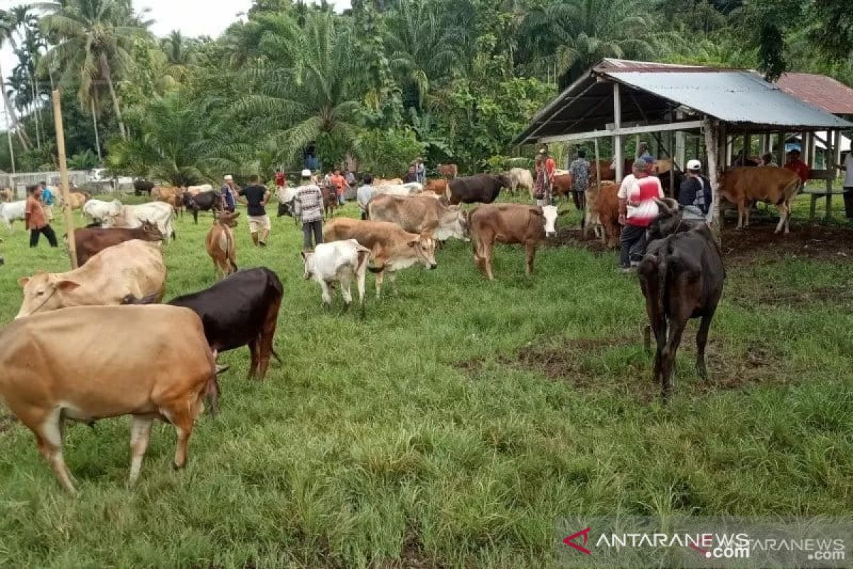 Penjualan hewan kurban meningkat di Pasar Muara Panas Kabupaten Solok