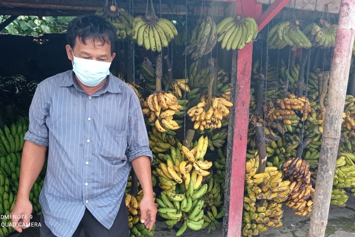 Omzet   pedagang pisang di Lebak meningkat