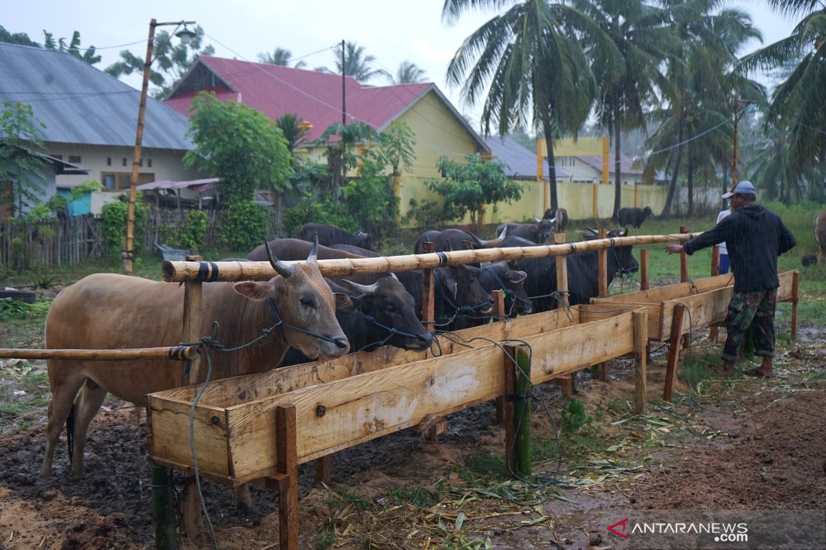 Pedagang sebut penjualan sapi kurban berkurang akibat pandemi