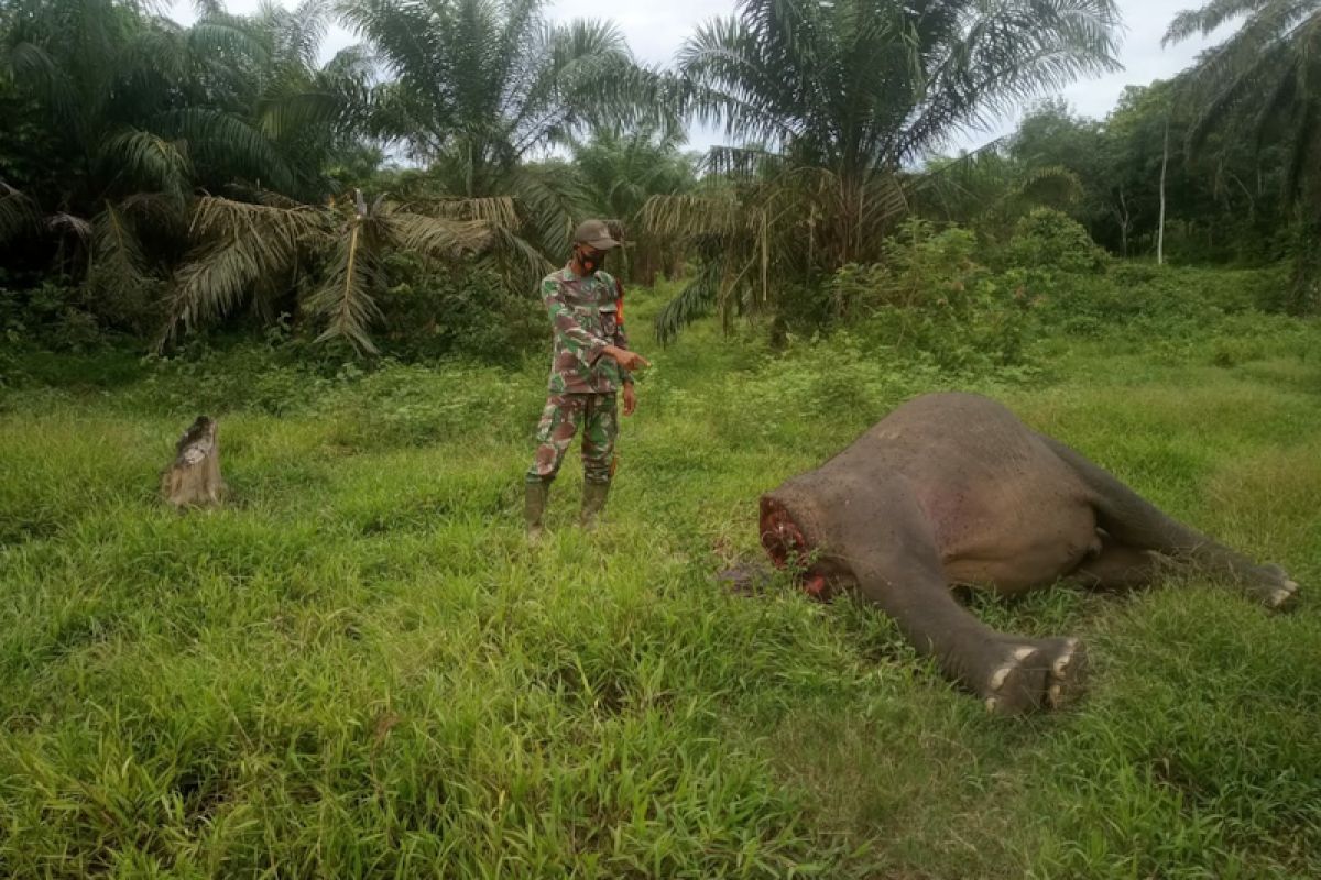 Seekor gajah di Aceh Timur ditemukan mati tanpa kepala