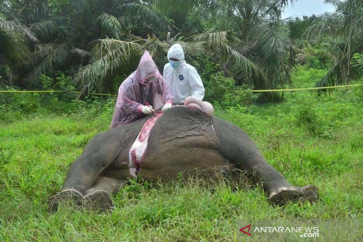 BKSDA nekropsi bangkai gajah tanpa kepala di Aceh Timur
