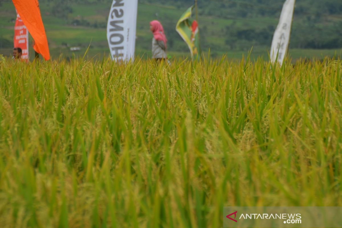 32.184 hektare sawah di Karawang panen pada bulan Juli