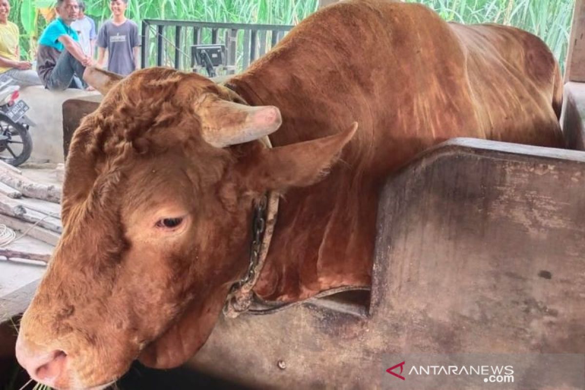 Wabah PMK sasar sapi jelang Idul Adha, DPRD Riau minta Pemprov lakukan ini