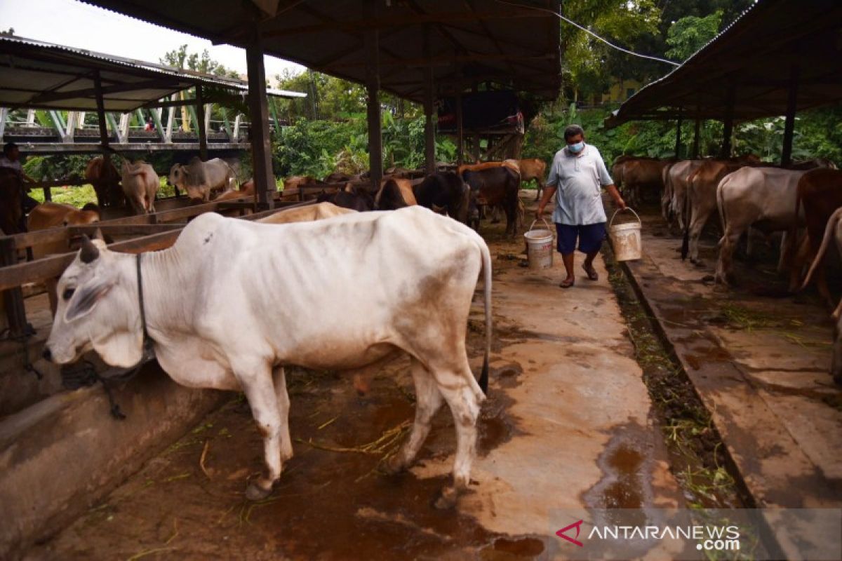 Permintaan hewan kurban jelang Idul Adha di Medan  menurun