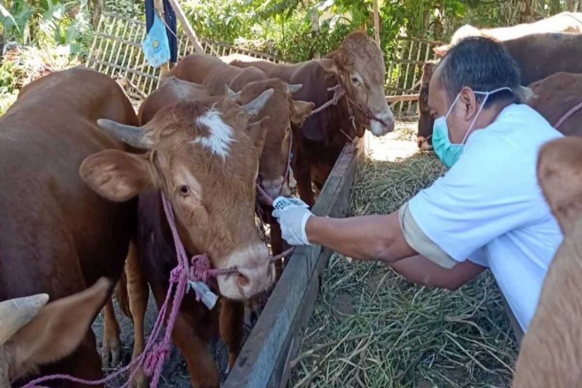 Pekalongan minta peternak tidak potong hewan ruminansia betina