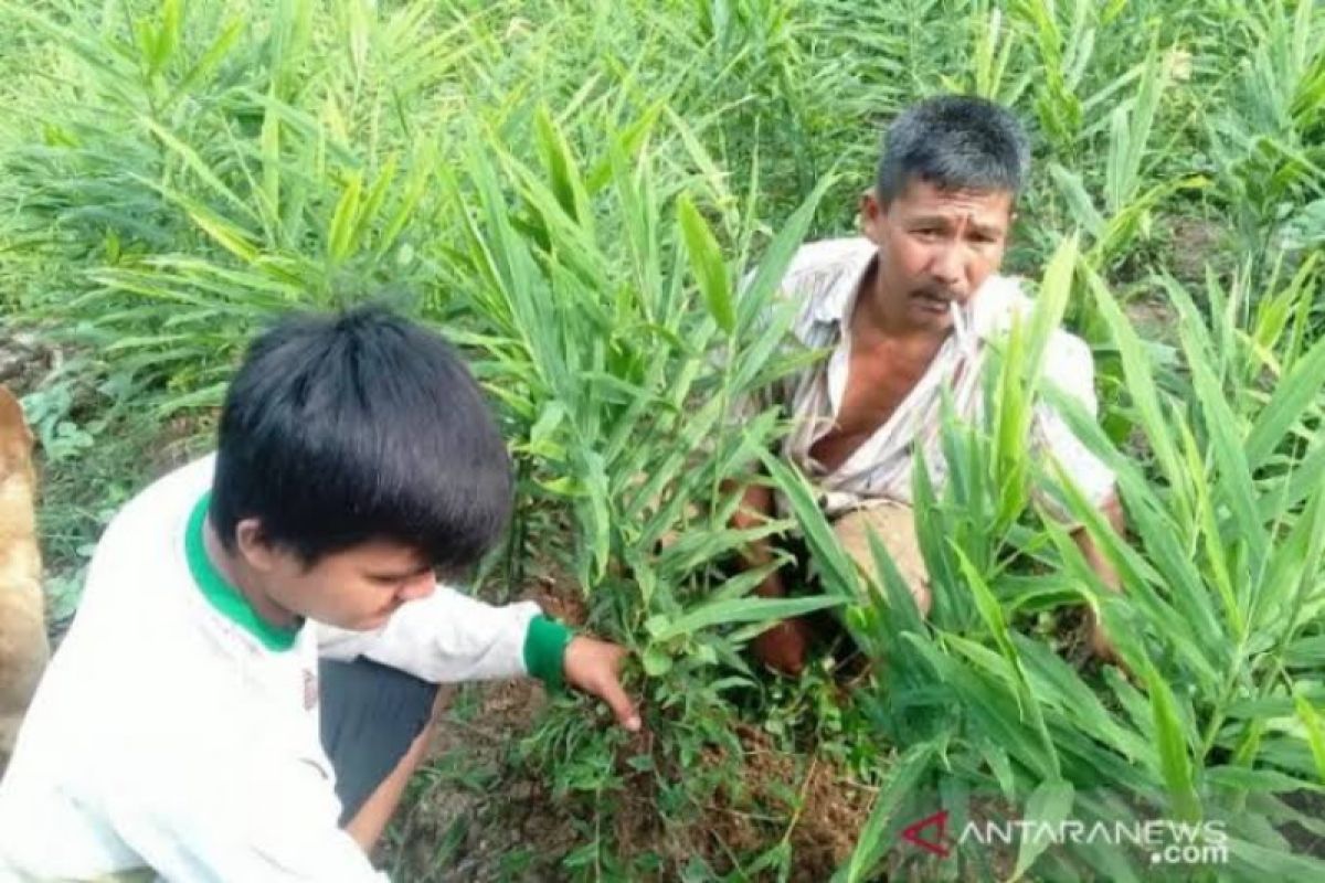 Petani Tabalong terima bantuan bibit jahe merah