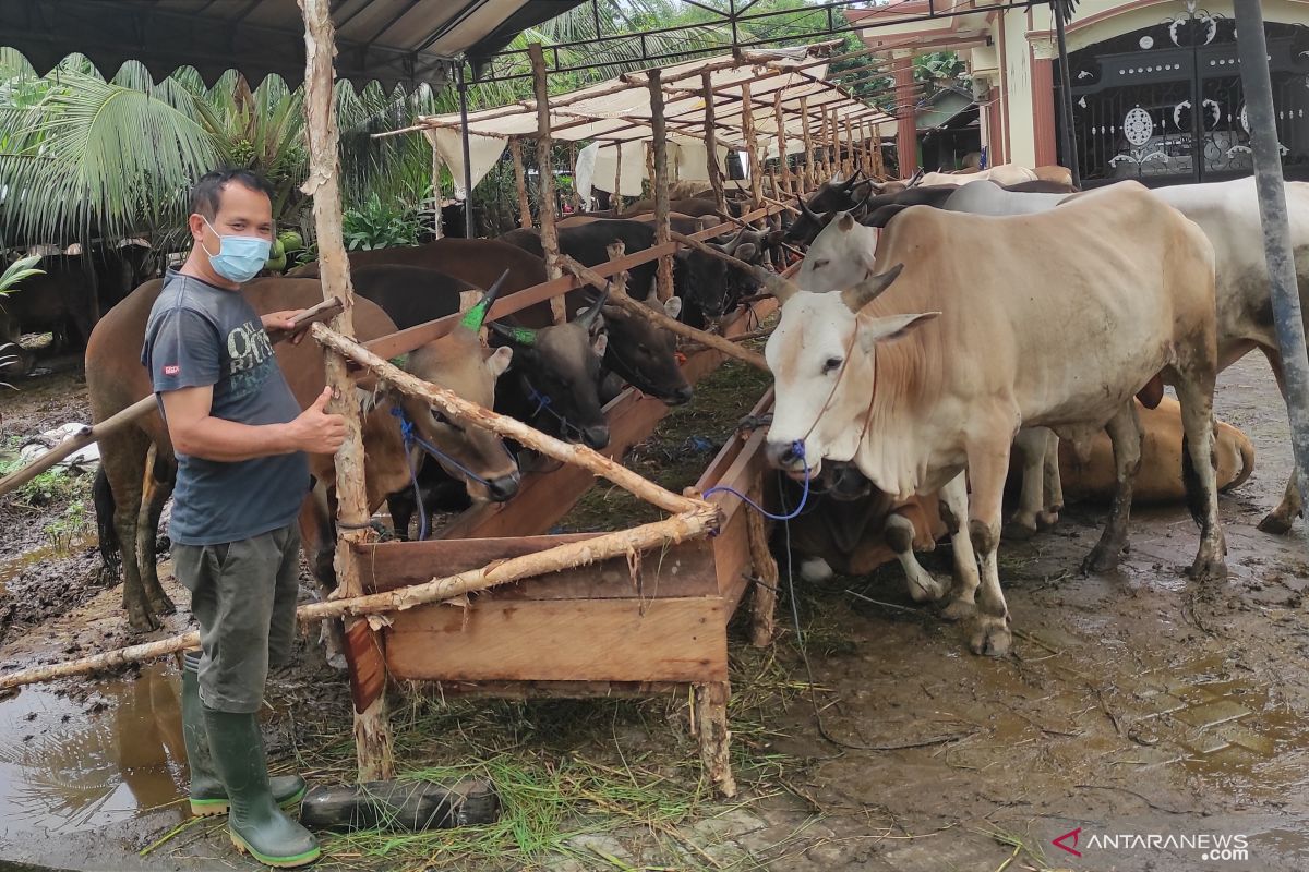 Berkah Idul Adha, Penjual sapi dari HST ini bisa untung setengah miliar lebih