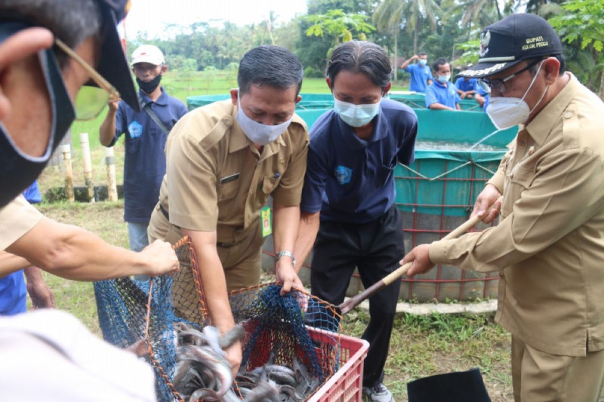 Pokdakan di Kulon Progo tidak terdampak PPKM darurat