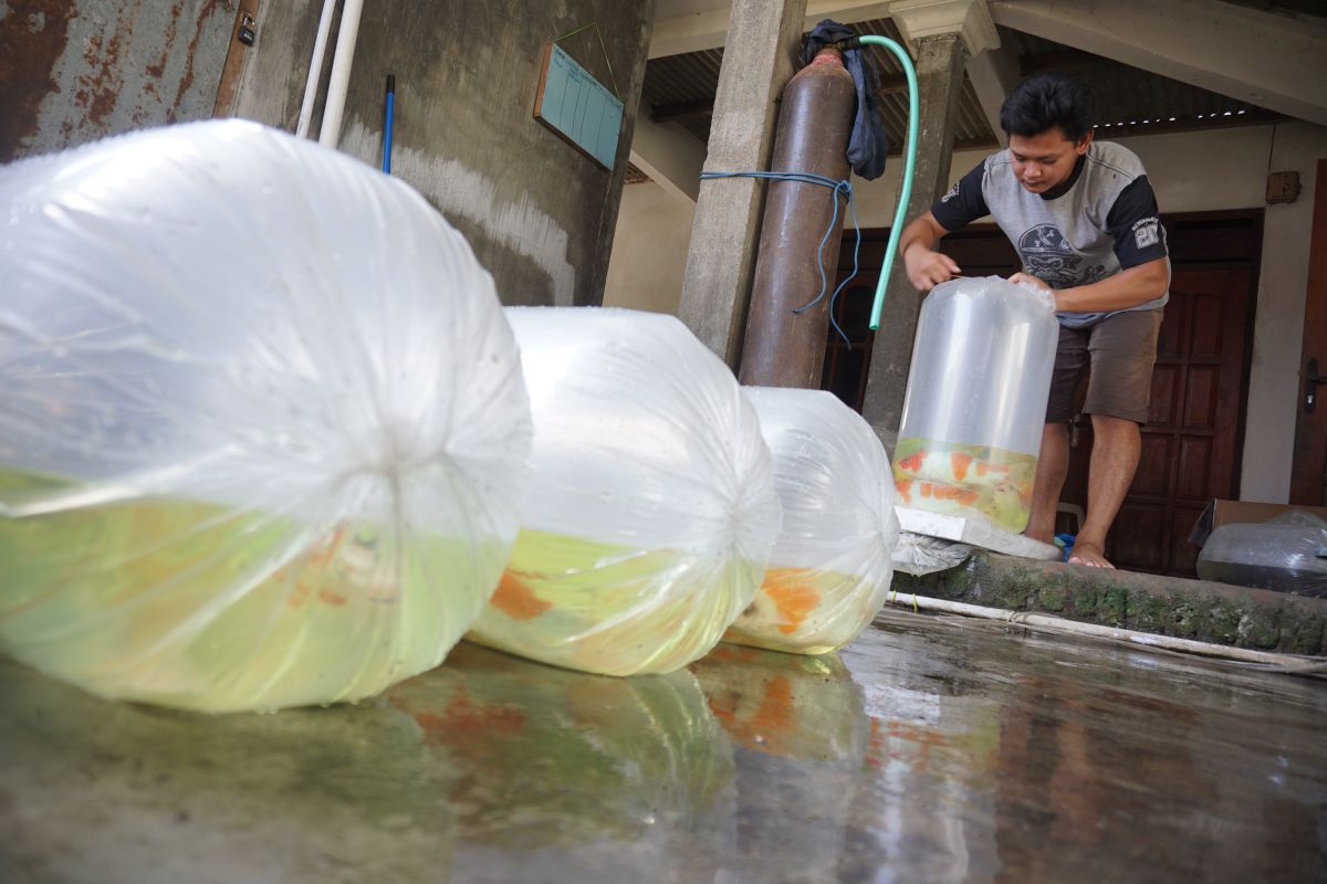 Pedagang ikan hias di Tulungagung kesulitan dapat oksigen