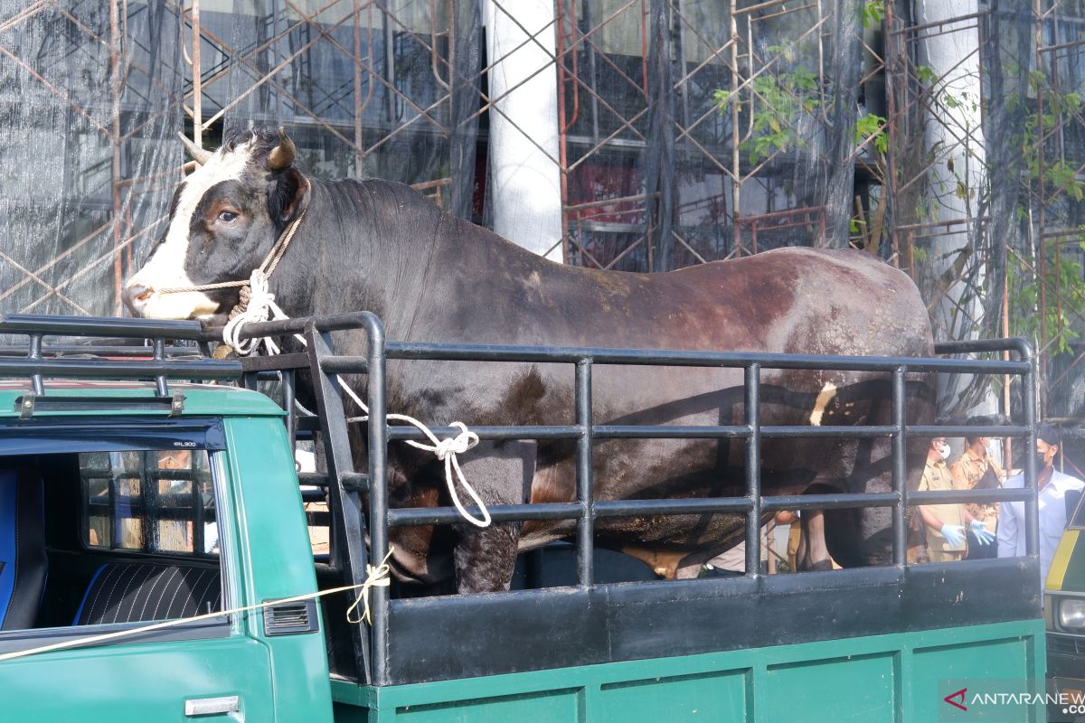 Gubernur Kalbar serahkan sapi kurban 923 kilogram dari Presiden