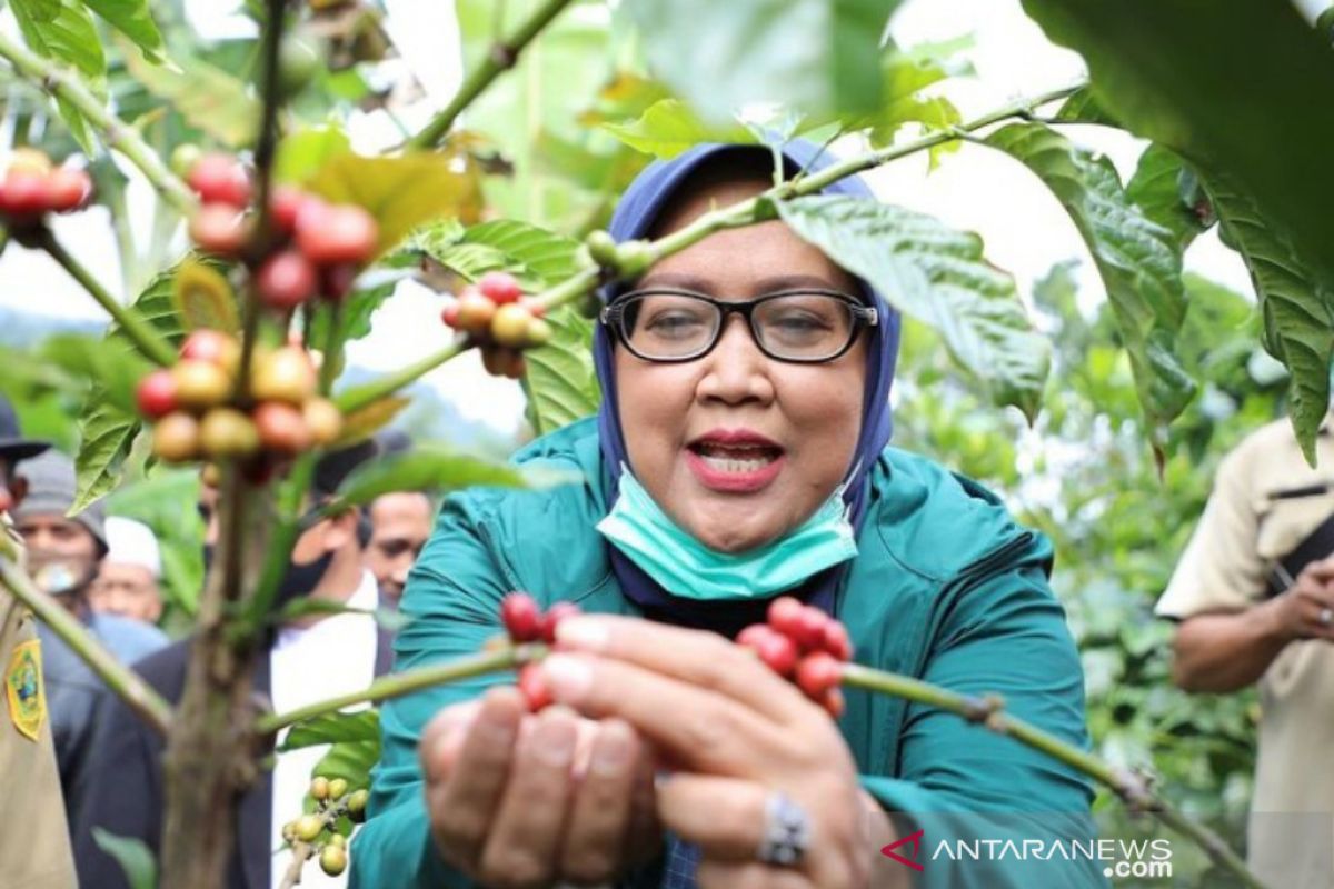 Ade Yasin terus dorong kopi Bogor jadi produk unggulan di tingkat nasional