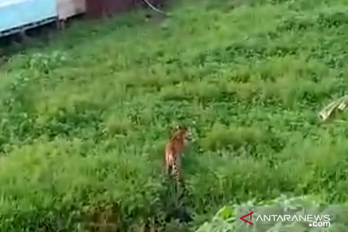 Sedang menebang, seorang warga diserang Harimau di Siak
