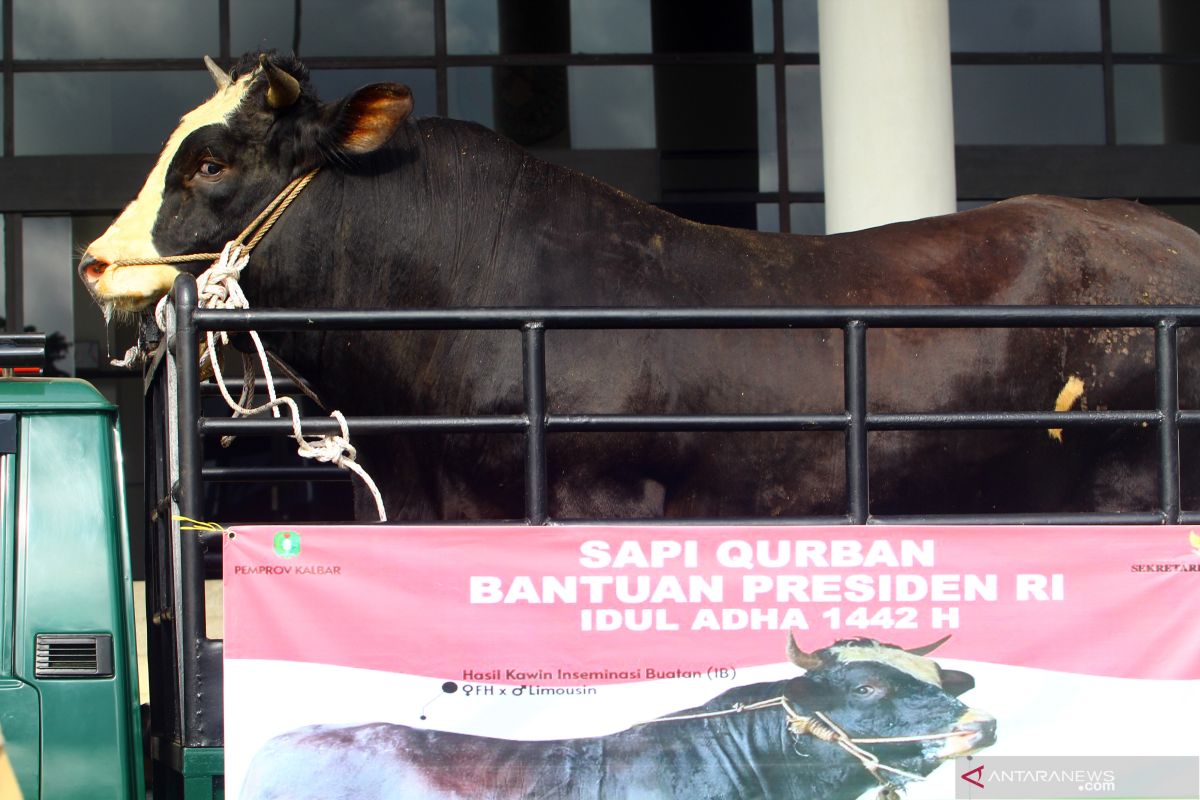 Presiden Jokowi menyiapkan 35 sapi untuk kurban