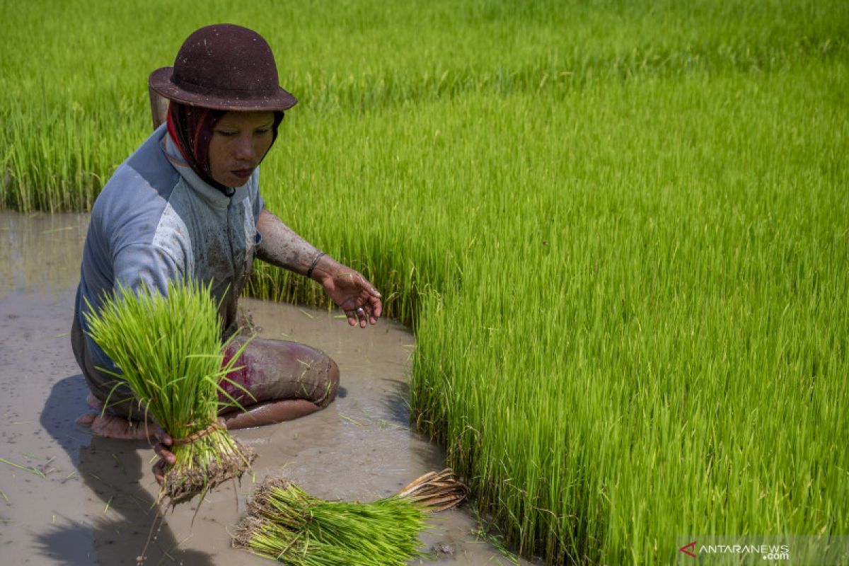 Upah nominal harian buruh tani Agustus 2021 naik 0,13 persen