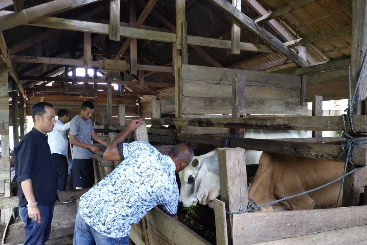 Permintaan hewan qurban meningkat jelang Idul Adha di Aceh Jaya