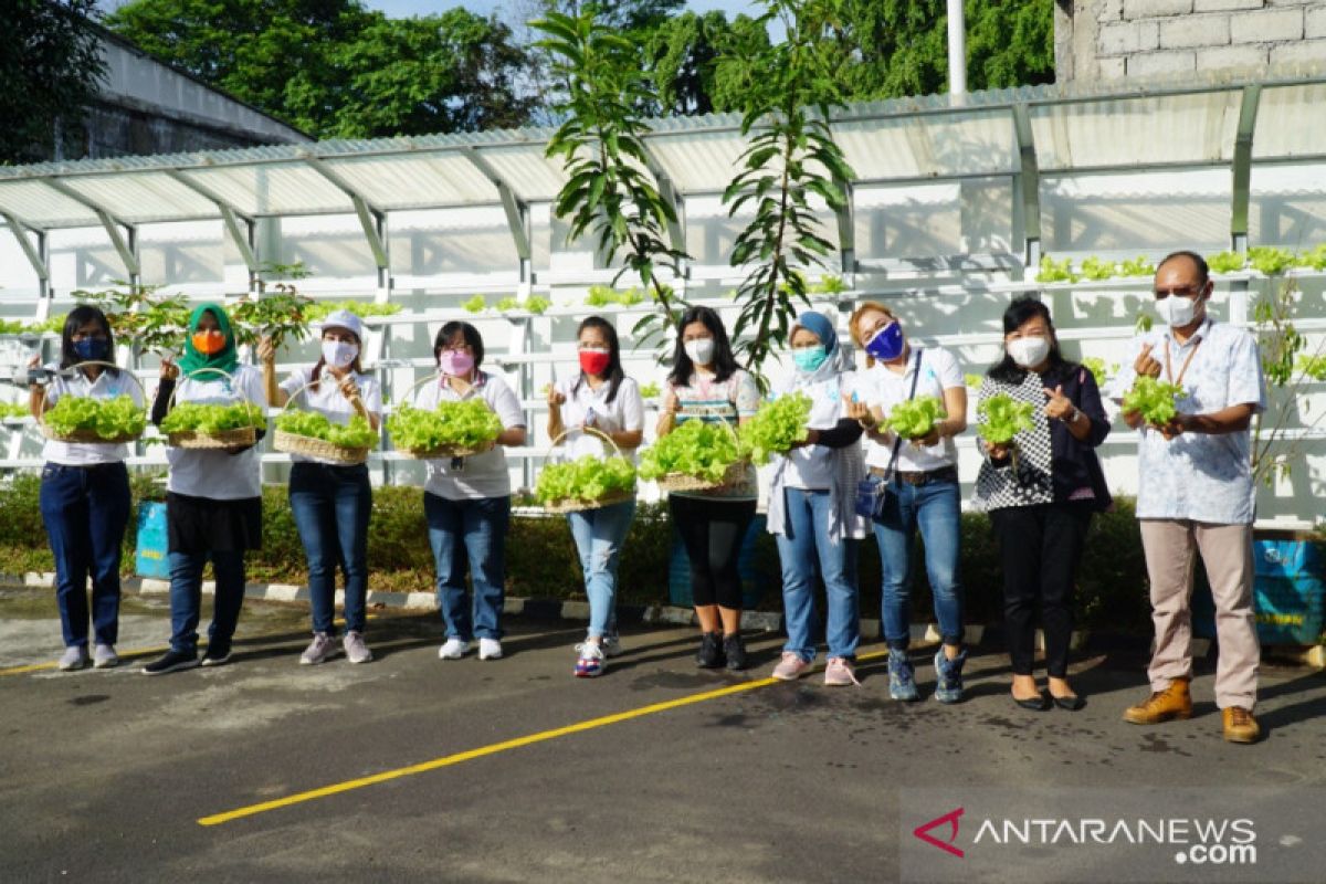 PLN-PIKK Suluttenggo panen budidaya hidroponik ditengah COVID-19