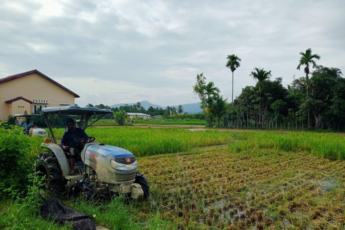 Hama tikus mengganas, delapan hektare sawah di Abdya gagal panen