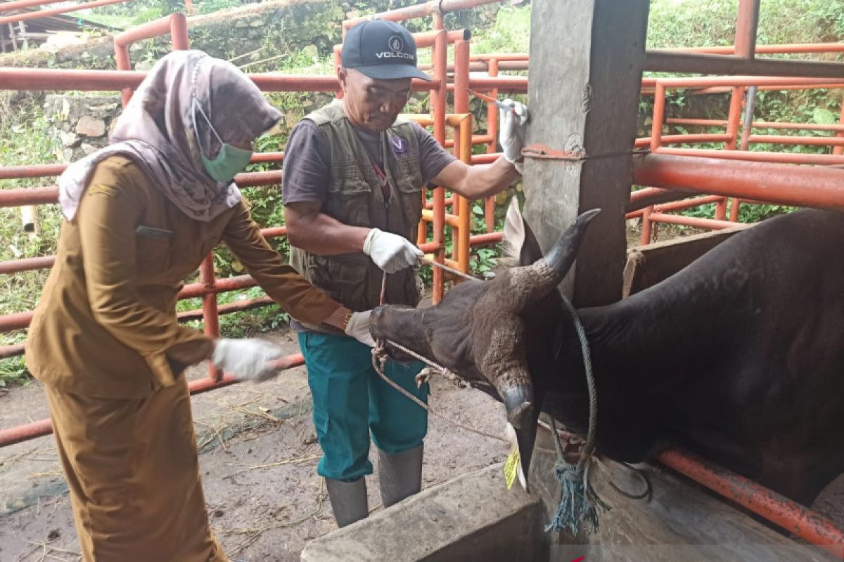 20 persen kesehatan hewan kurban di Payakumbuh sudah diperiksa petugas
