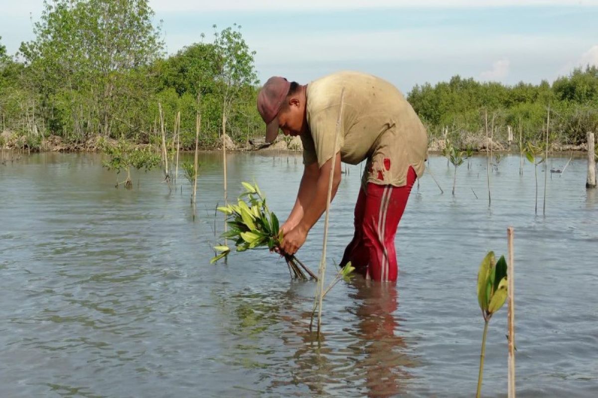 Kerusakan ekosistem mangrove kategori kritis mencapai 637.000 ha