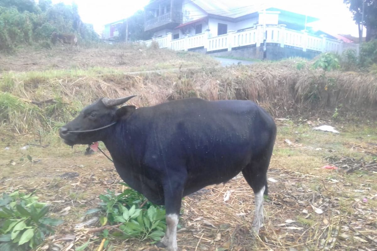 Distan Ternate akan periksa hewan kurban, tegakkan aturan