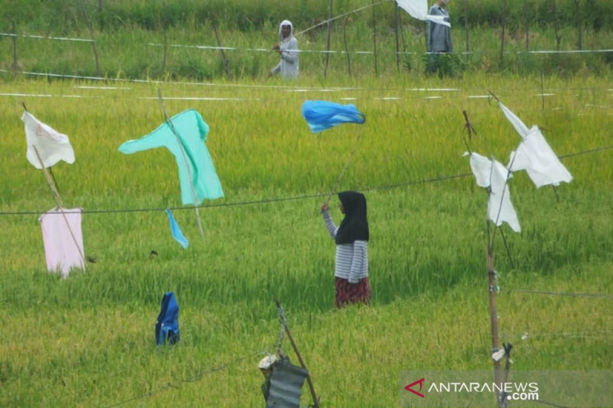 Petani Abdya keluhkan hama burung pipit