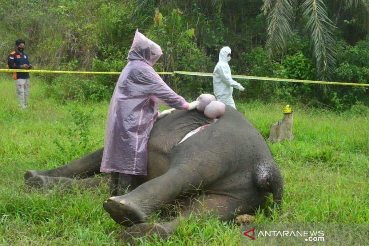 BKSDA: Bangkai gajah ditemukan di Hutan Aceh Utara