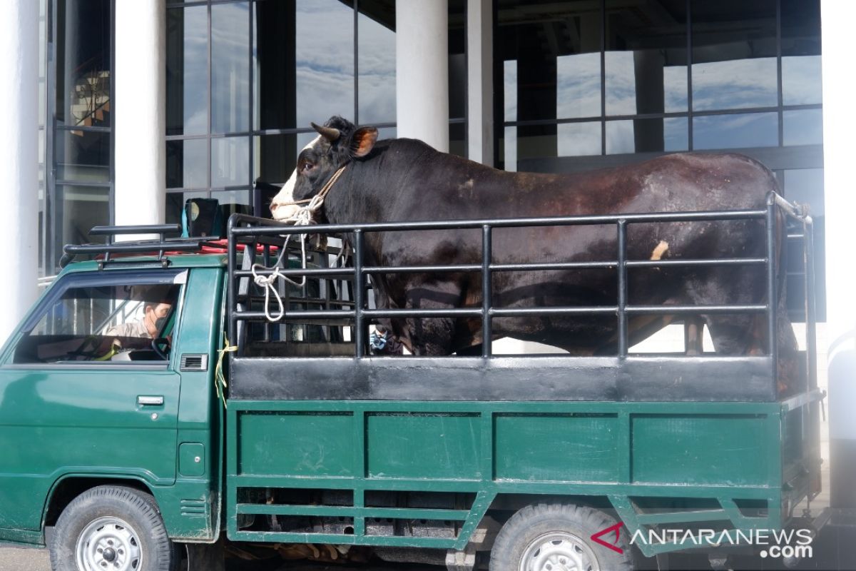 Disbunnak Kalbar keluarkan acuan pemotongan hewan kurban pada Idul Adha 1442 H