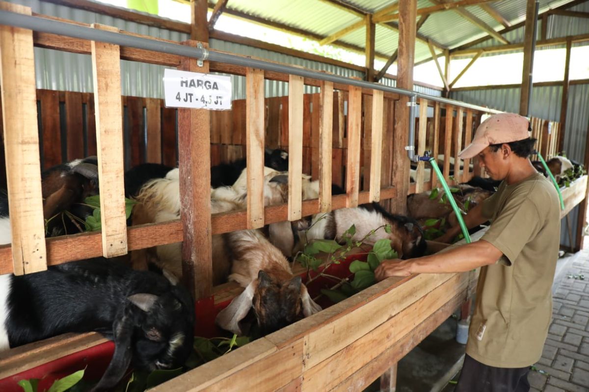 Peternak Sidoarjo buka penjualan hewan kurban berkonsep toko swalayan