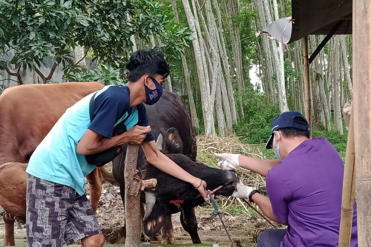 DKPP Jember periksa kesehatan hewan kurban jelang Idul Adha