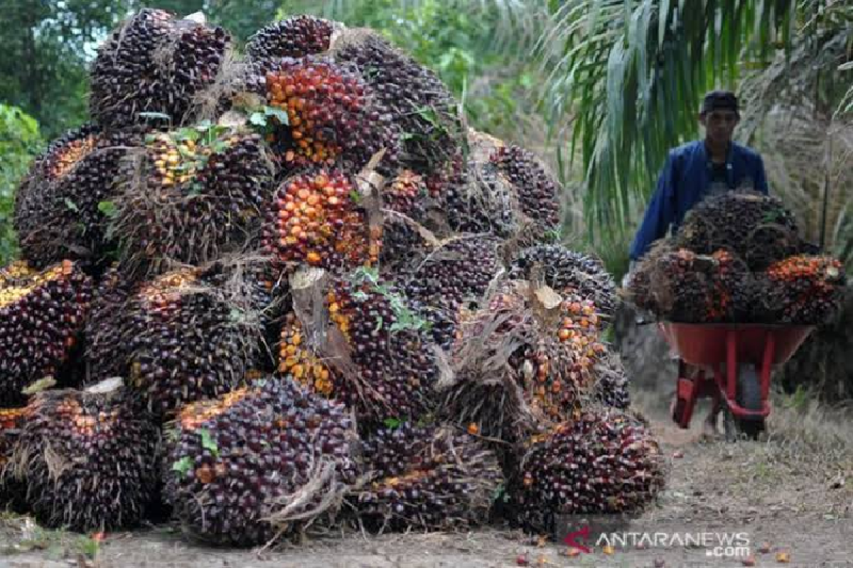 Apkasindo sebut pemotongan sortasi TBS sawit di Nagan Raya capai 10 persen