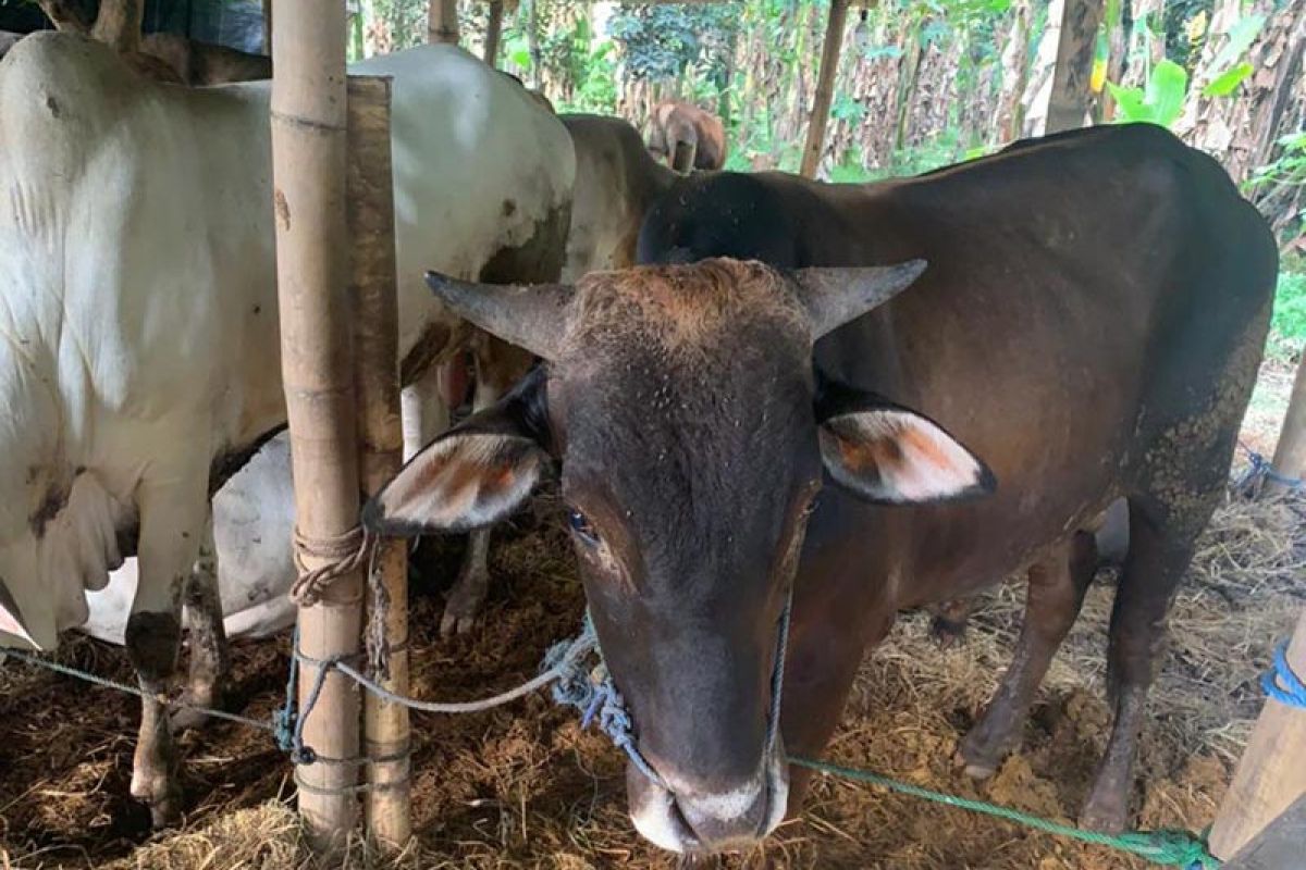 MUI Jateng sarankan penyembelihan hewan kurban di RPH